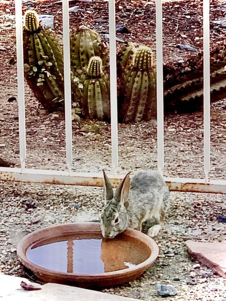 Thirsty Rabbit